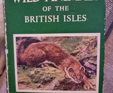 Wild Animals of the British Isles - Maurice Burton