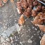 Brown pullets 19/20weeks Image 2