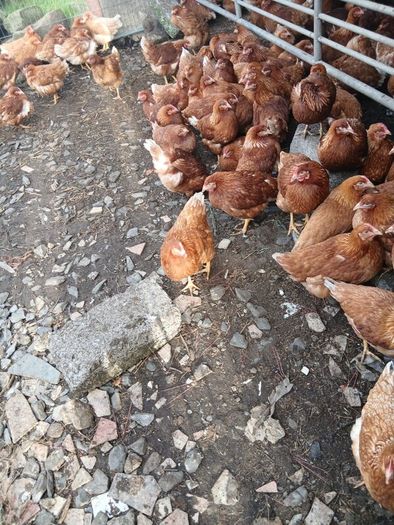 Brown pullets 19/20weeks