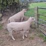 Purebred Registered Charolais Hogget Rams Image 3