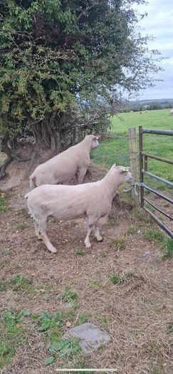 Purebred Registered Charolais Hogget Rams
