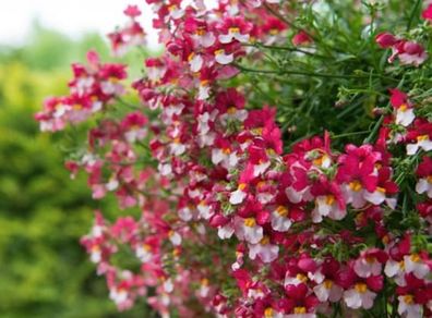 (N) Nemesia St. George Seeds 0.2g (602094)