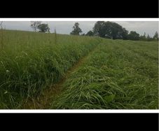 Hay meadow