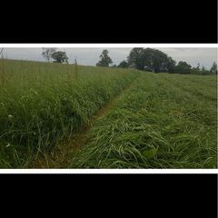 Hay meadow