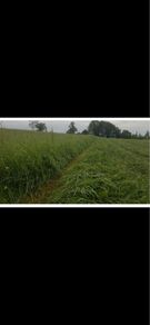 Hay meadow