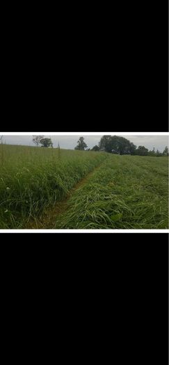 Hay meadow