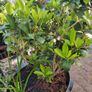 plants Image 5