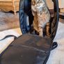 Cat  / small dog / backpack Image 5