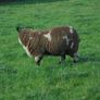 Dutch Spotted Ram Lambs, Spotted Dutch Image 6