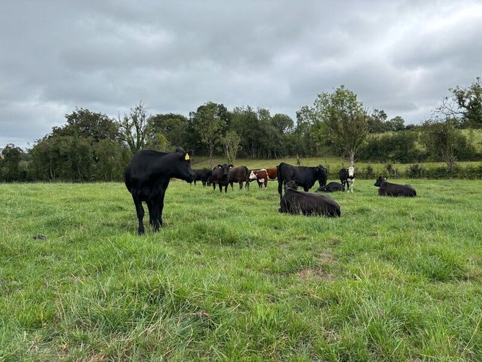 Angus and white head heifers