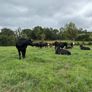 Angus and white head heifers Image 3