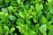 Laurel Hedging