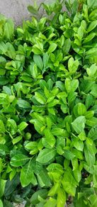 Laurel Hedging