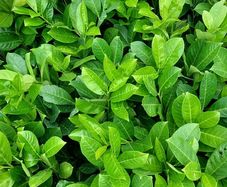 Laurel Hedging