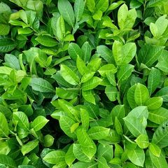 Laurel Hedging