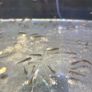 Premium Axolotl Juveniles Image 2