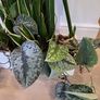 Sansevieria Laurentii planter Image 3