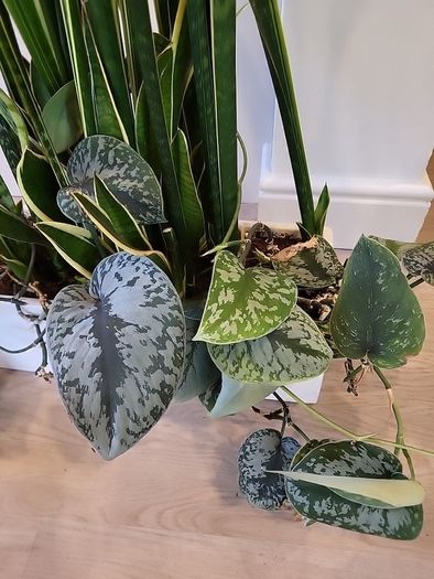 Sansevieria Laurentii planter