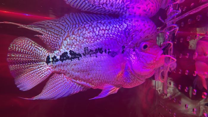 fish tank