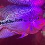 fish tank Image 4