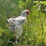 Splash Maran Cockerel Image 3