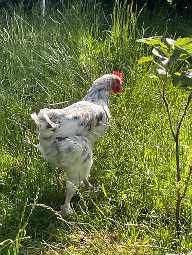 Splash Maran Cockerel