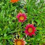 Large Evergreen Flowering Shrubs Image 10
