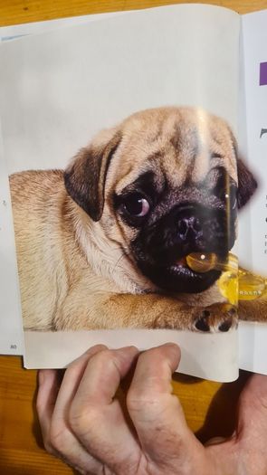 The Pug By Susan. M. Ewing. Wayne Hunthausen, D. V. M. Consulting Vetenary Editor. Large Volume Book In Very Good Condition.