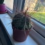 Melocactus Long-Spined Cactus Image 3