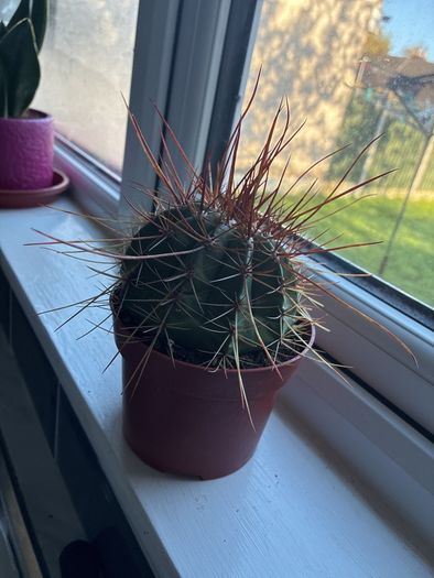 Melocactus Long-Spined Cactus