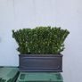 Trough planter Image 3