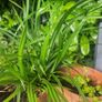 ornamental grass Image 3
