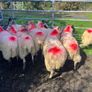 Hoggets Image 5