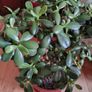 Large Jade Plants Image 2