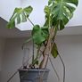 Mature indoor plant collection Image 2