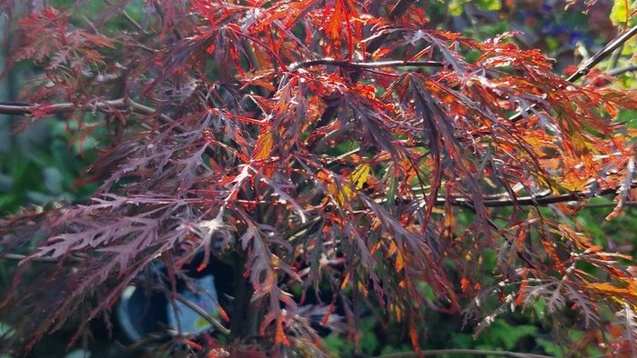 Potted japanese acer