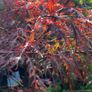Potted japanese acer Image 8