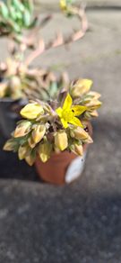 Echeveria