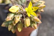 Echeveria
