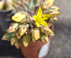 Echeveria
