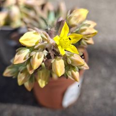 Echeveria