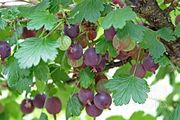 Worcesterberry 1L pots