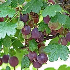 Worcesterberry 1L pots