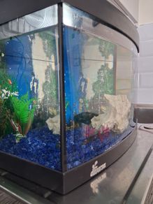 Fish tank
