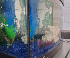 Fish tank