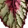 Begonia Image 2