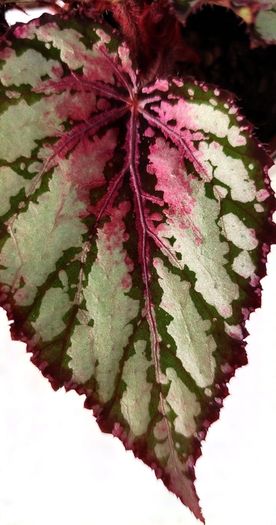 Begonia