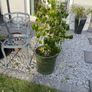 Two Outdoor Green Pots Image 2
