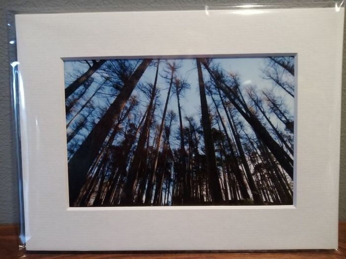 Mounted Original Photography - Wicklow Trees
