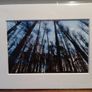 Mounted Original Photography - Wicklow Trees Image 3